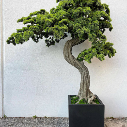 Large Bonsai in Block M Planter – The Ever Botanic