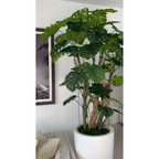 Monstera Plant in High-Gloss White Pot – The Ever Botanic