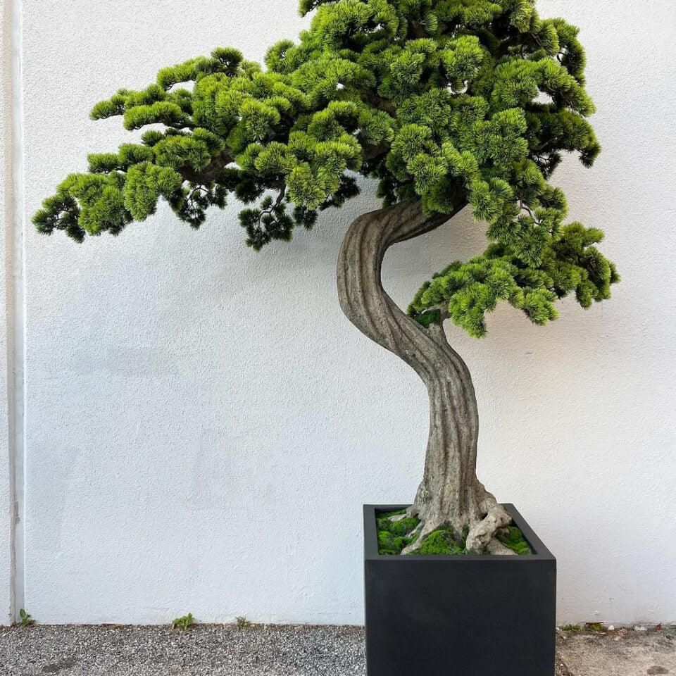 Large Bonsai in Block M Planter – The Ever Botanic
