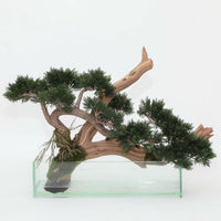 Bonsai
