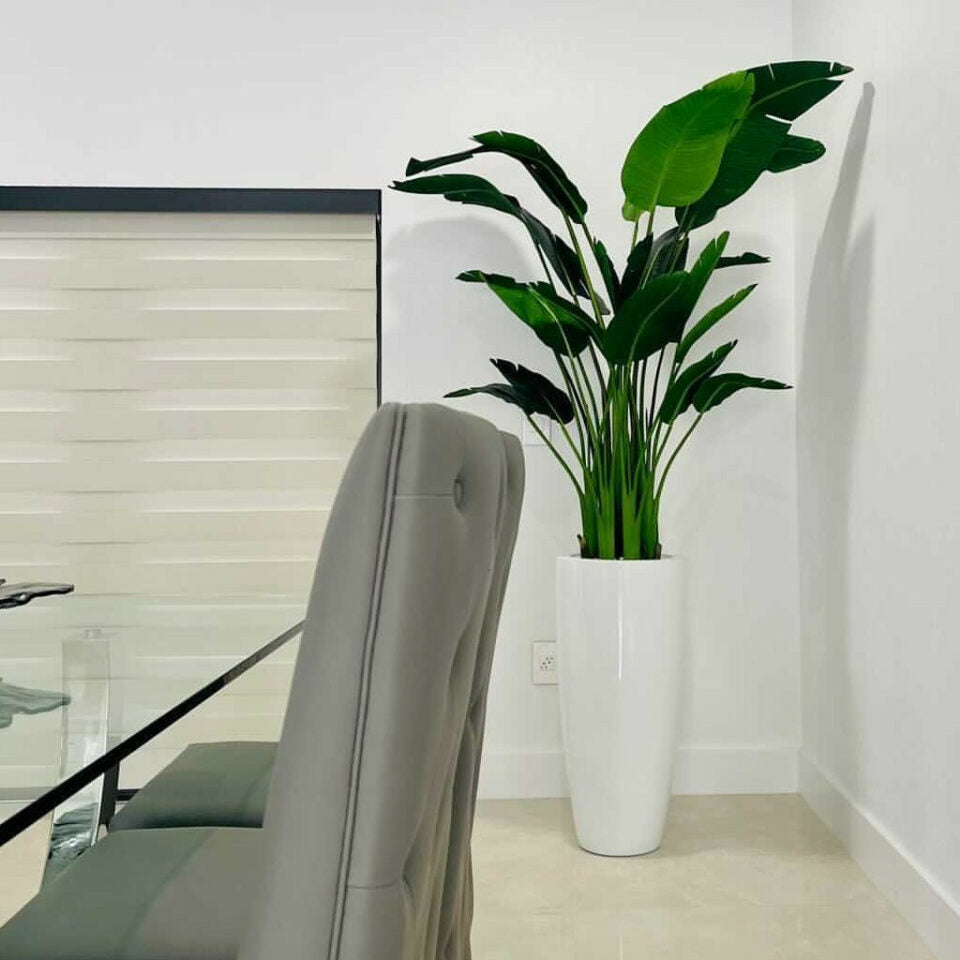 Bird of Paradise Plant 7 Feet with Dax Pot L – The Ever Botanic