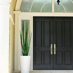 Snake Grass (160 cm) with Belle M Planter – The Ever Botanic
