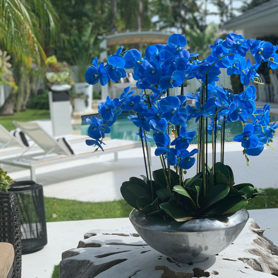 Bowl Avenue with Blue Phalaenopsis Orchids – The Ever Botanic