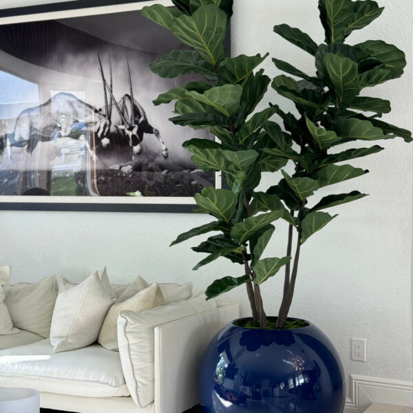 Blue globe vase with fiddle leaf fig – The Ever Botanic