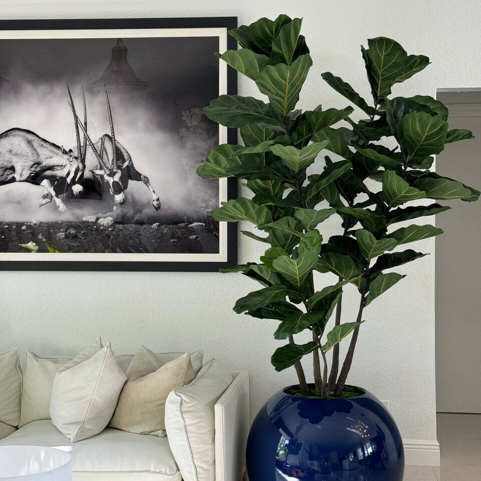 Blue Globe Planter with Fiddle Leaf Fig – The Ever Botanic