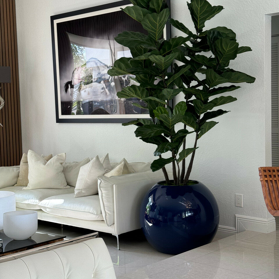 Blue Globe Planter with Fiddle Leaf Fig – The Ever Botanic