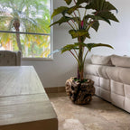Large Teak Wood Bowl with Alocasia Plant – The Ever Botanic