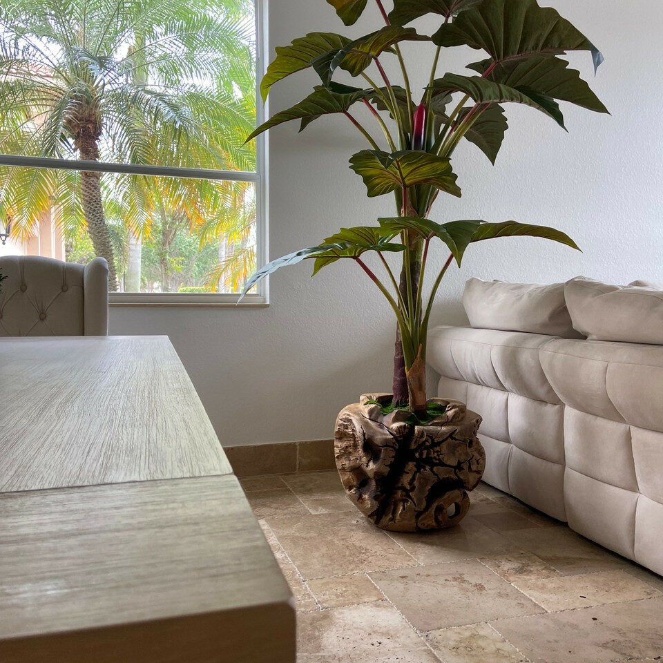 Large teak bowl with Alocasia plant – The Ever Botanic