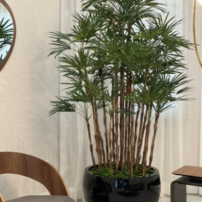 Black Terragona Pot with Lady Palm – The Ever Botanic