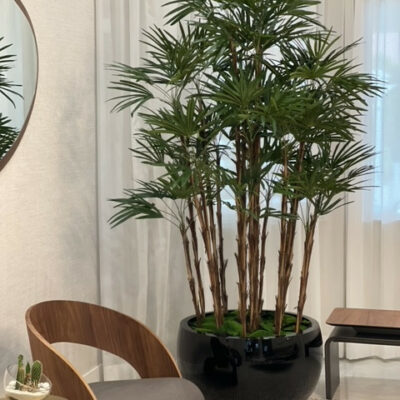 Black Terragona Pot with Lady Palm – The Ever Botanic