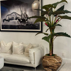 Large teak bowl with Alocasia plant – The Ever Botanic