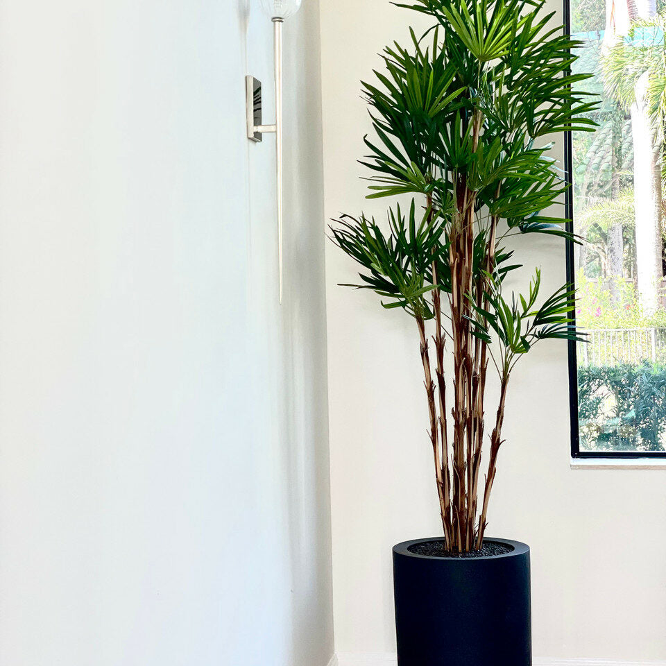 Palm tree in XL black pot – The Ever Botanic