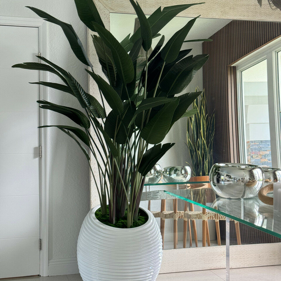 Bird of Paradise Plant in White Spiral Vase – The Ever Botanic