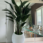 Bird of Paradise in White Spiral Pot – The Ever Botanic