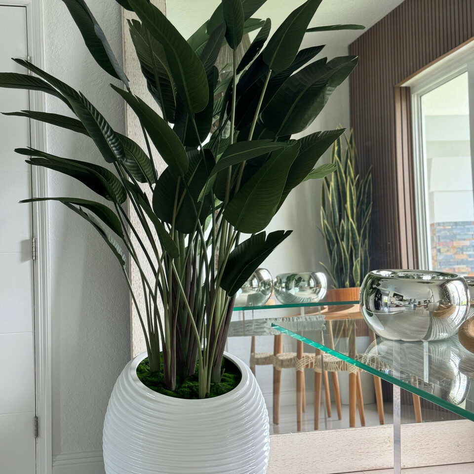 Bird of Paradise in White Spiral Pot – The Ever Botanic