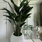 Bird of Paradise Plant in White Spiral Vase – The Ever Botanic