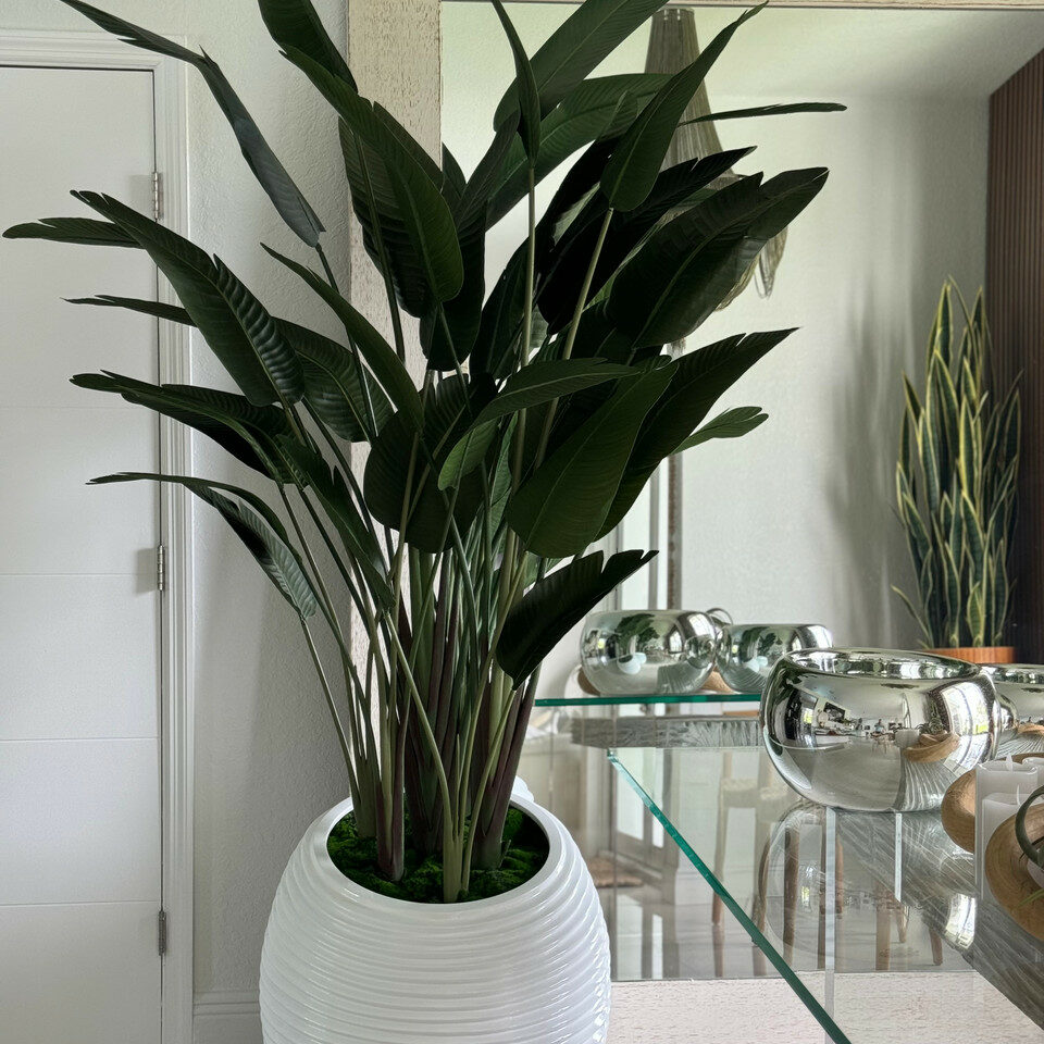 Bird of Paradise Plant in White Spiral Vase – The Ever Botanic