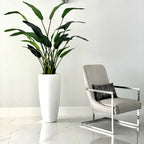 2.1 m Bird of Paradise Plant with Dax L Pot – The Ever Botanic