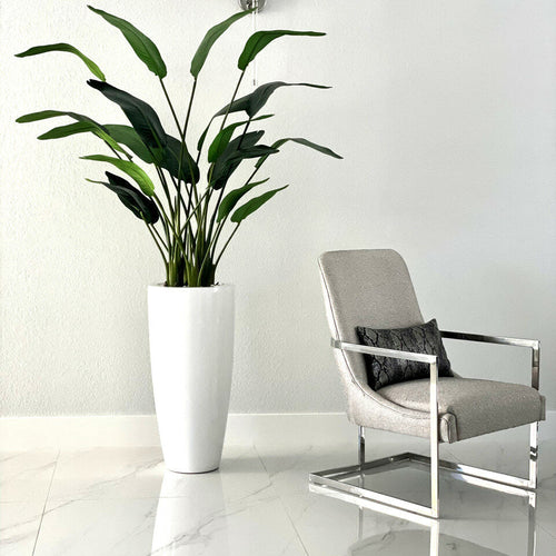 Bird of Paradise Plant 7 Feet with Dax Pot L – The Ever Botanic