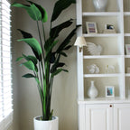 9-Foot Bird of Paradise with Glossy White Planter – The Ever Botanic