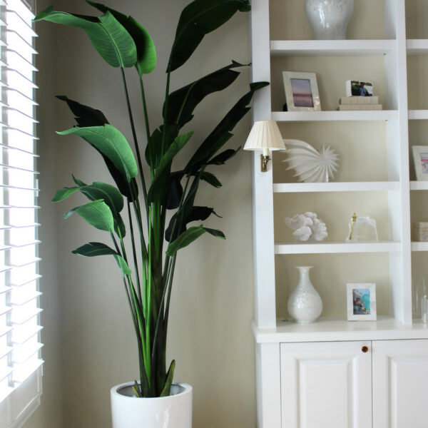 9-Foot Bird of Paradise with Glossy White Planter – The Ever Botanic