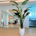 Bird of Paradise Plant (2.7 m) with Ben Planter in Glossy White – The Ever Botanic