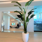 Bird of Paradise Plant (2.7 m) with Ben Planter in Glossy White – The Ever Botanic