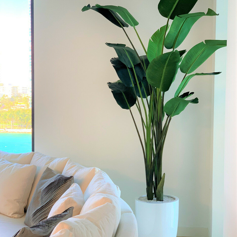 Bird of Paradise Plant (2.7 m) with Ben Planter in Glossy White – The Ever Botanic