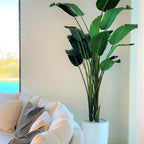 2.7 m Bird of Paradise Plant with Ben Planter in Glossy White – The Ever Botanic