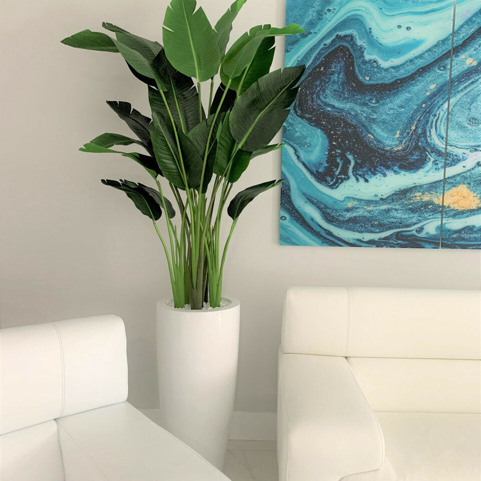 Bird of Paradise Plant 7 Feet with Dax Pot L – The Ever Botanic