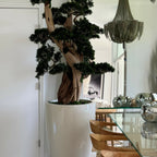 Large Bonsai in Brannan Planter – The Ever Botanic