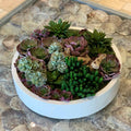 Max bowl with assorted succulents – The Ever Botanic