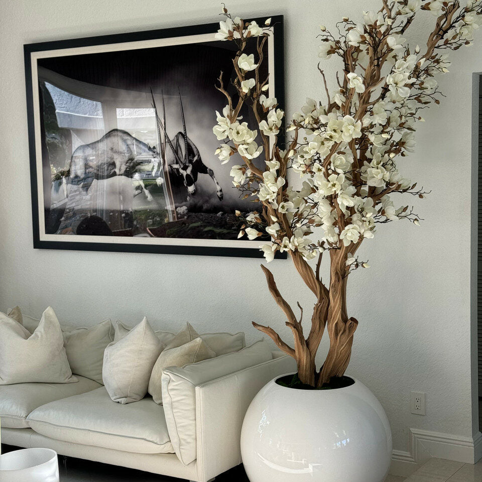White magnolia tree in shiny white globe pot, 76 cm – The Ever Botanic