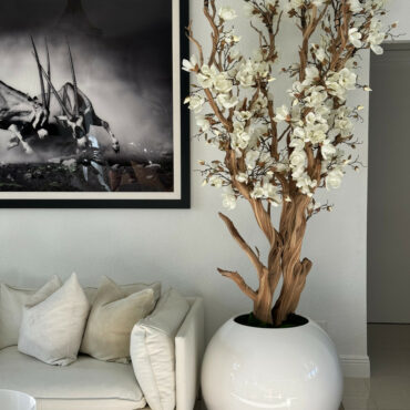 White magnolia tree in shiny white globe pot 30" – The Ever Botanic