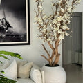 White magnolia tree in shiny white globe pot, 76 cm – The Ever Botanic