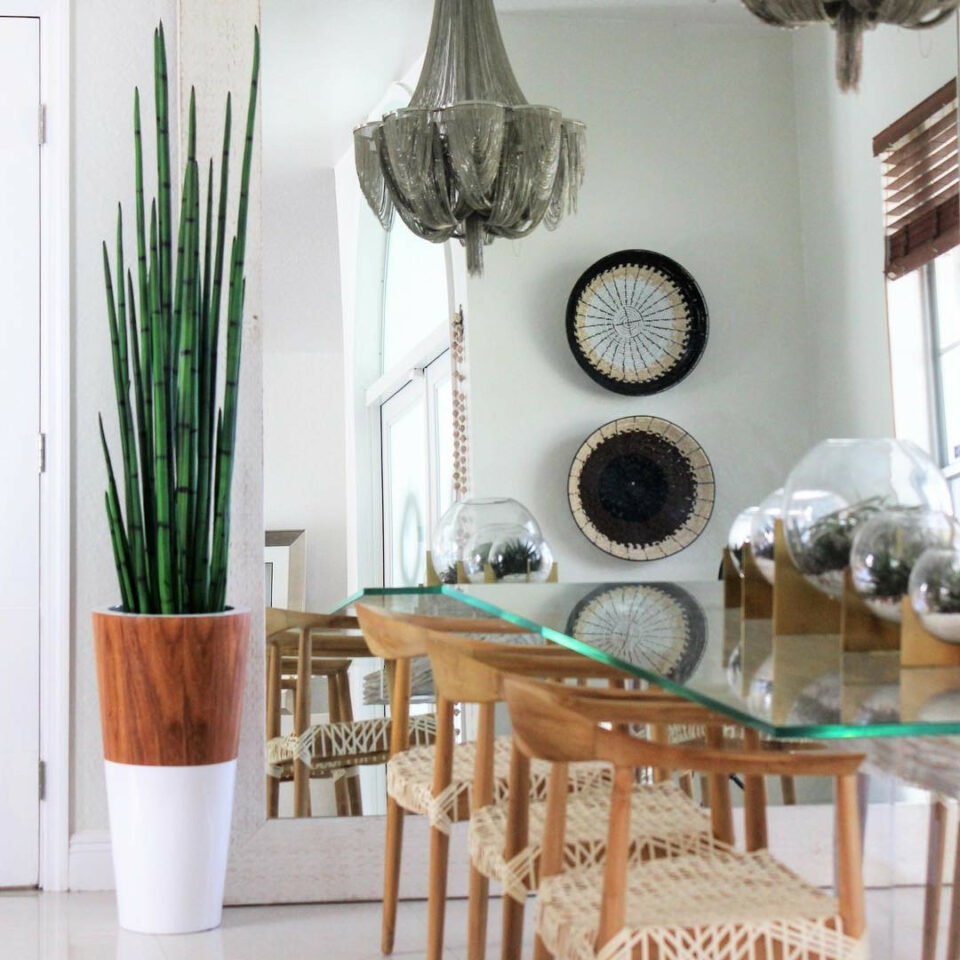 Snake grass (160 cm) with white Lux pot – The Ever Botanic