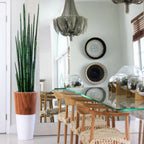 Snake Grass (183 cm) with White Lux Planter – The Ever Botanic