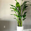 Glossy White Alicante Vase with 9-foot Bird of Paradise – The Ever Botanic
