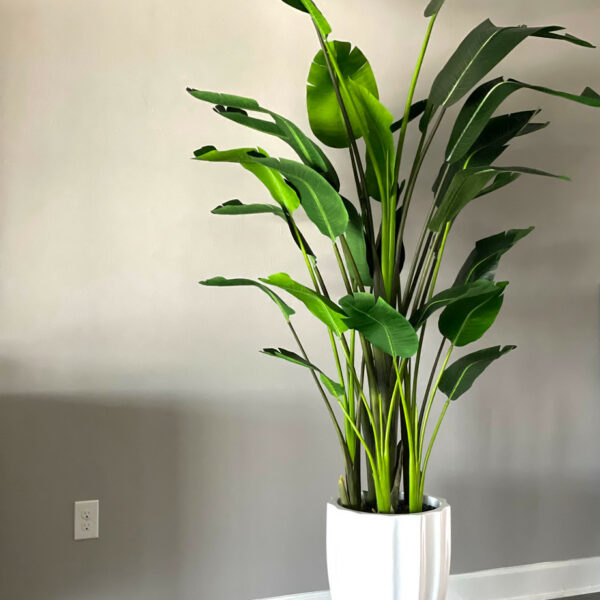 Glossy White Alicante Vase with 9-foot Bird of Paradise – The Ever Botanic