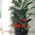 Black Terragona Tropical Plant Mix – The Ever Botanic