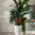 Glossy White Brannan Tropical Plant Mix – The Ever Botanic