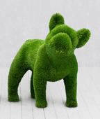 French Bulldog – Animal Shape Topiary – The Ever Botanic